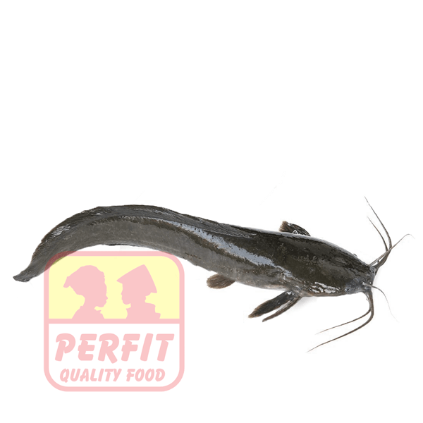 Kühlware Catfish Gutted 500/800 frozen 1kg
