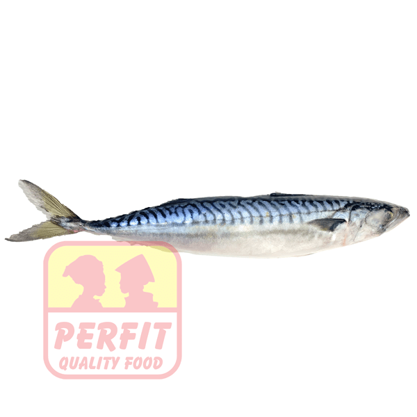 Kühlware Mackerel Scombrus Norway en Bloc, Frozen 1kg