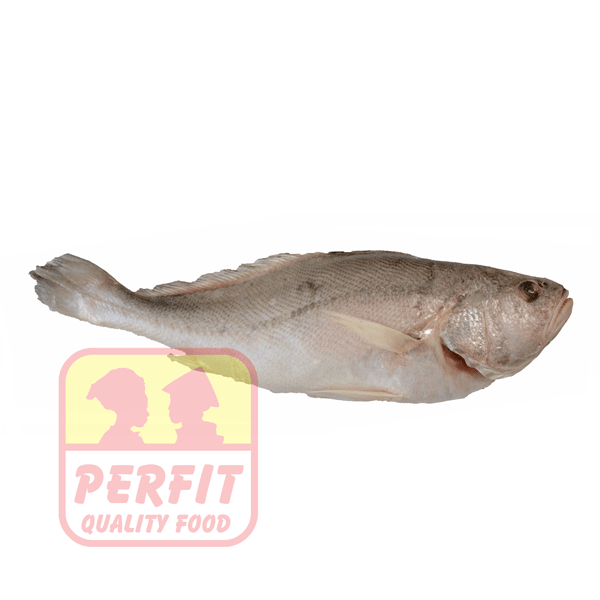 Kühlware River Croaker Bosu 300-1000, Frozen 1kg