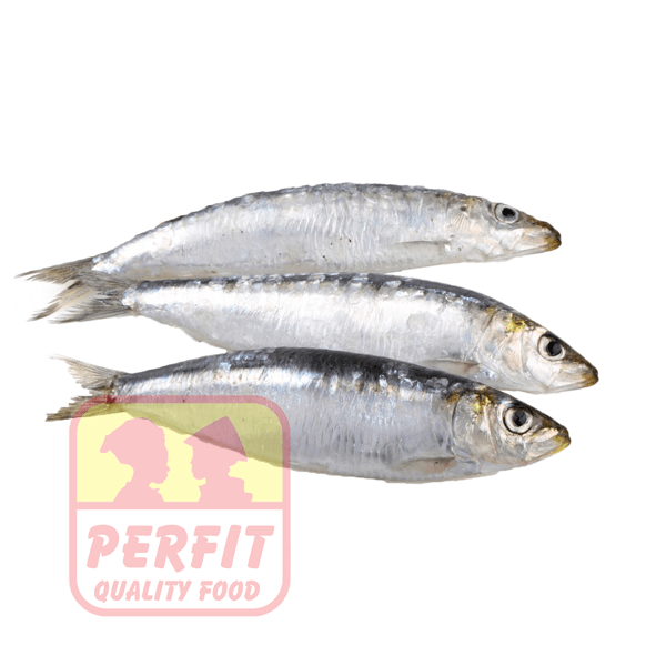 Kühlware Sardines frozen 1kg