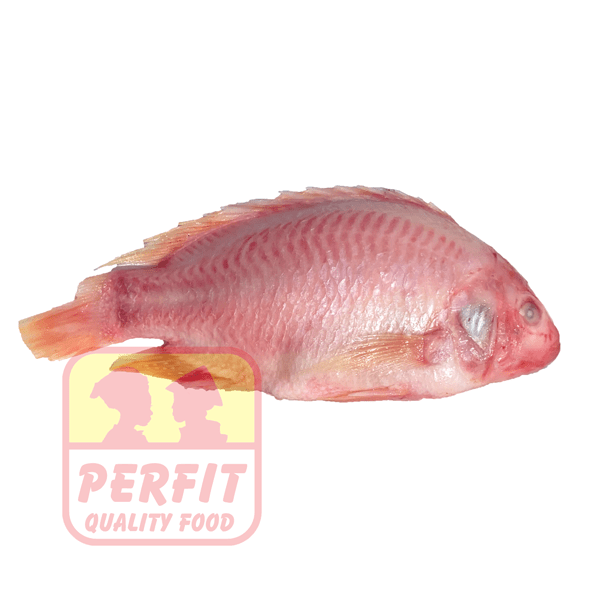 Kühlware Tilapia Red 800/1000 frozen , frozen 1kg